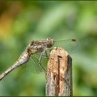 Libelle wärmt sich in den Sonnenstrahlen