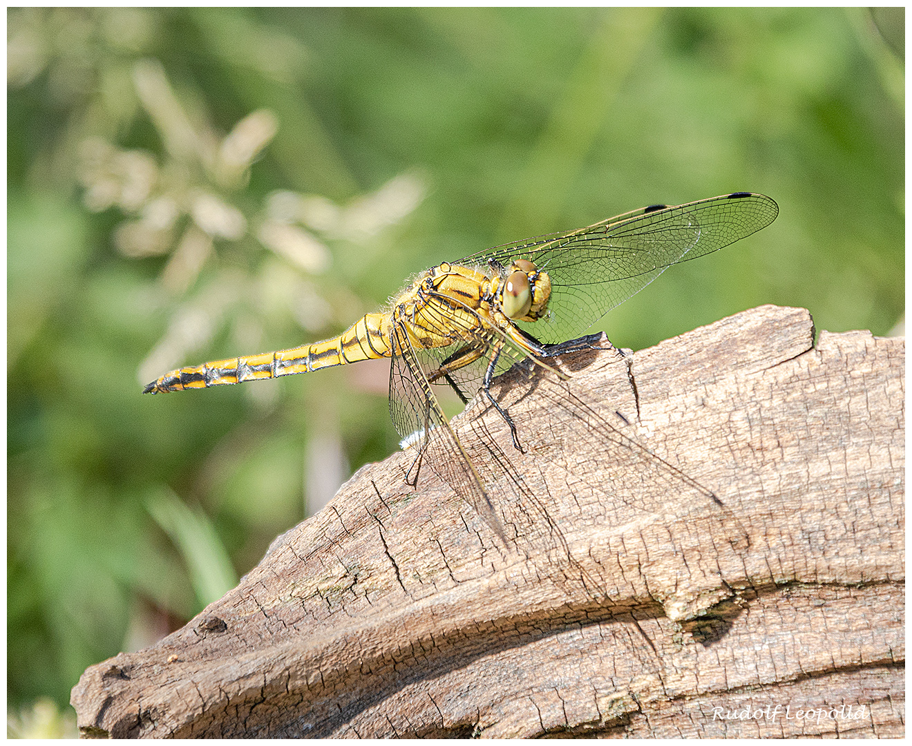 Libelle wärmt sich in der Morgensonne