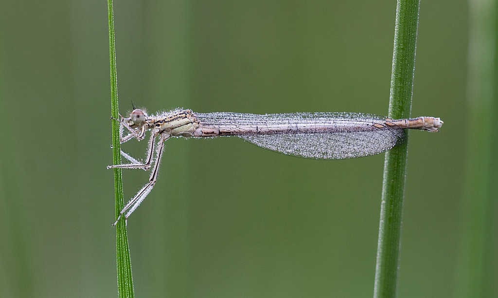 Libelle = Wasserwaage