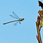 Libelle - Weidenjungfer im Anflug