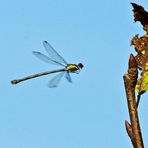 Libelle - Weidenjungfer im Anflug