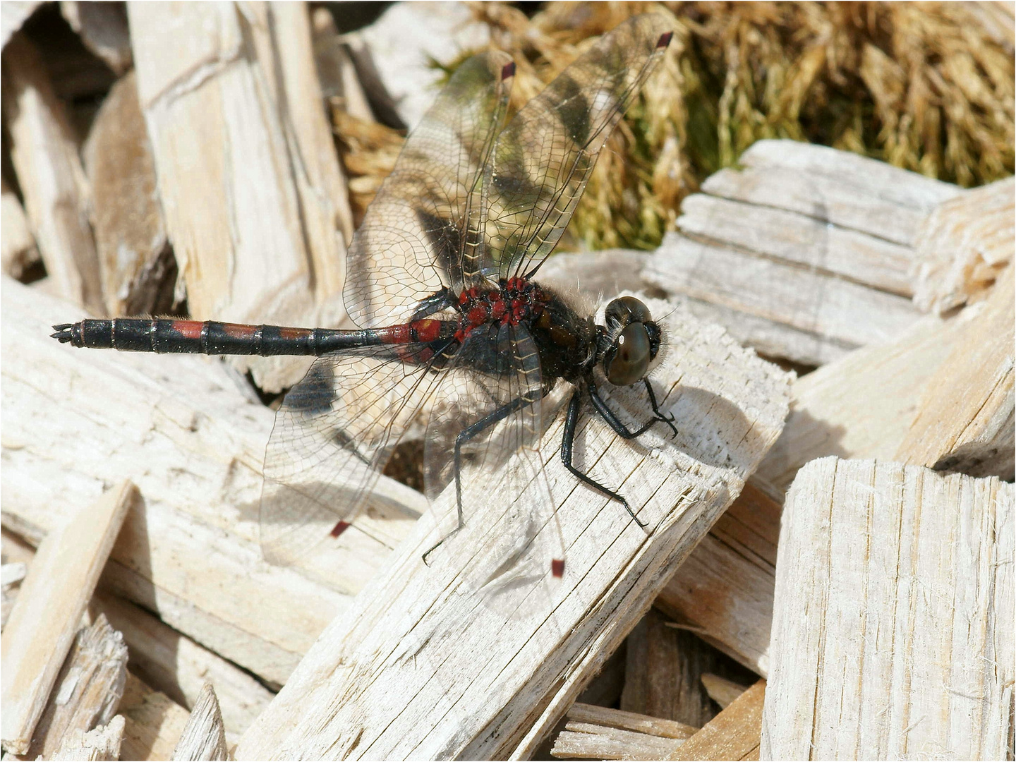 Libelle Weißnase.... Kleine Moosjungfer (Leucorrhinia dubia)