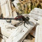 Libelle Weißnase.... Kleine Moosjungfer (Leucorrhinia dubia)