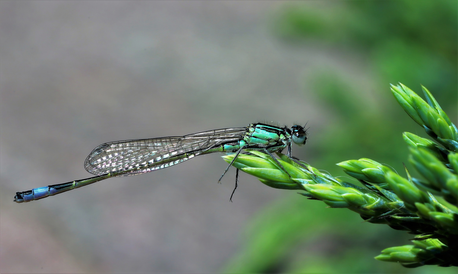 Libelle welche ?