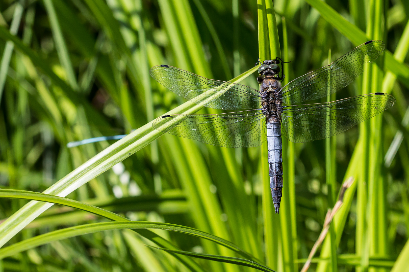 Libelle welche??