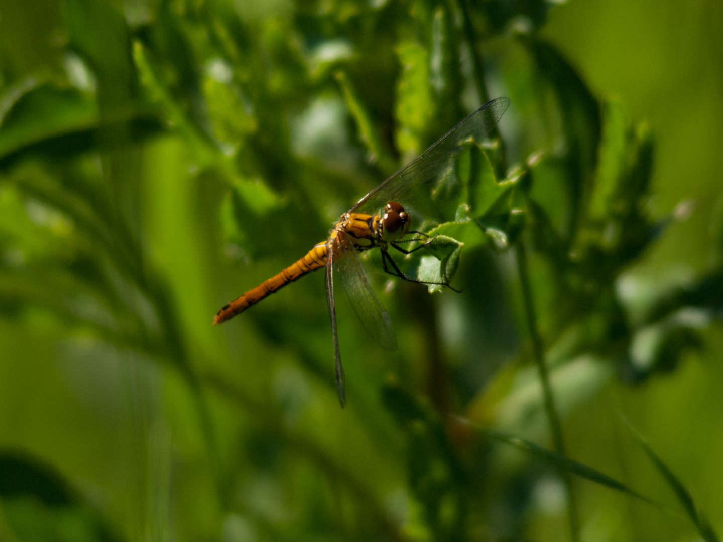 Libelle - Wolkenberger Weiher