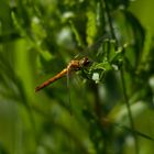 Libelle - Wolkenberger Weiher