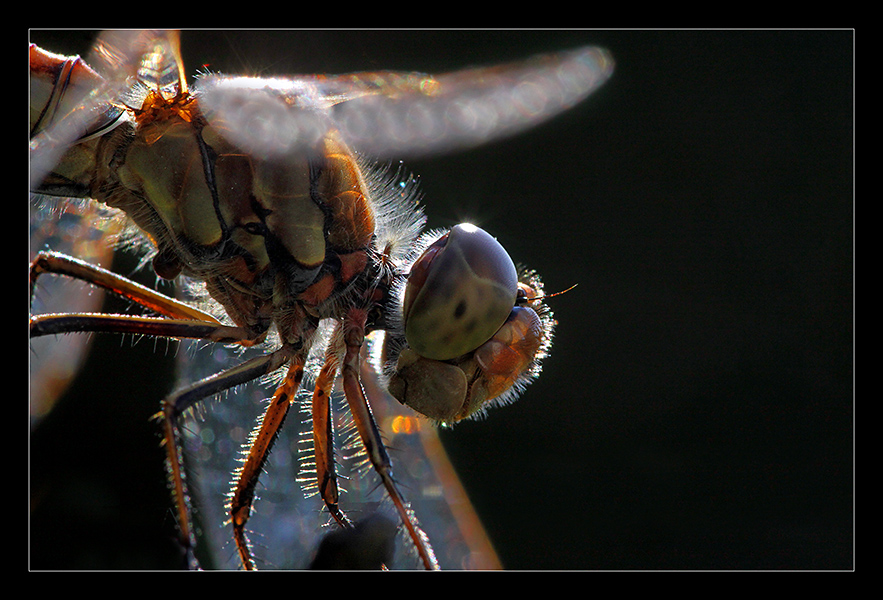 Libelle XXL