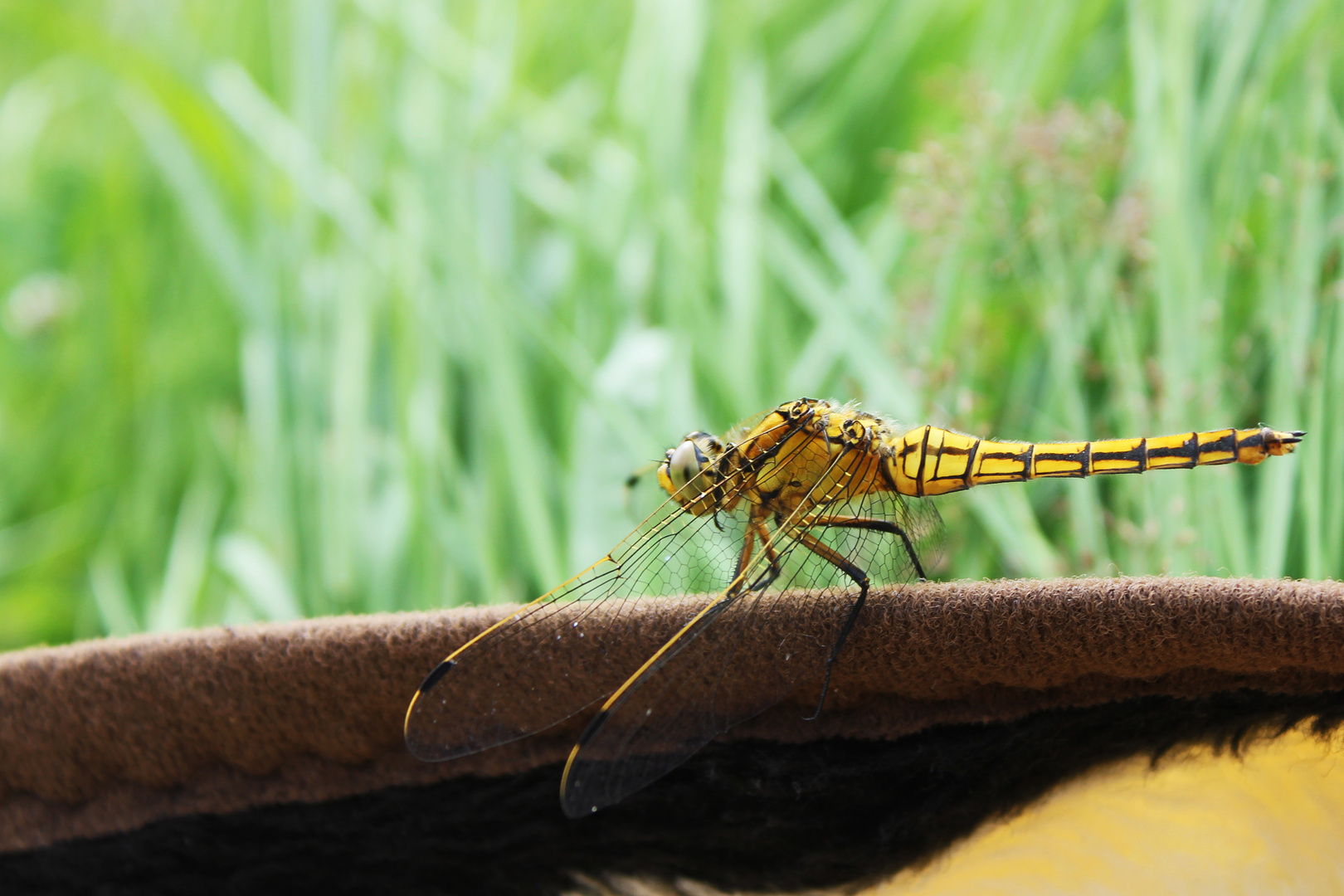 Libelle zu Besuch