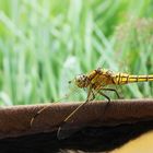 Libelle zu Besuch