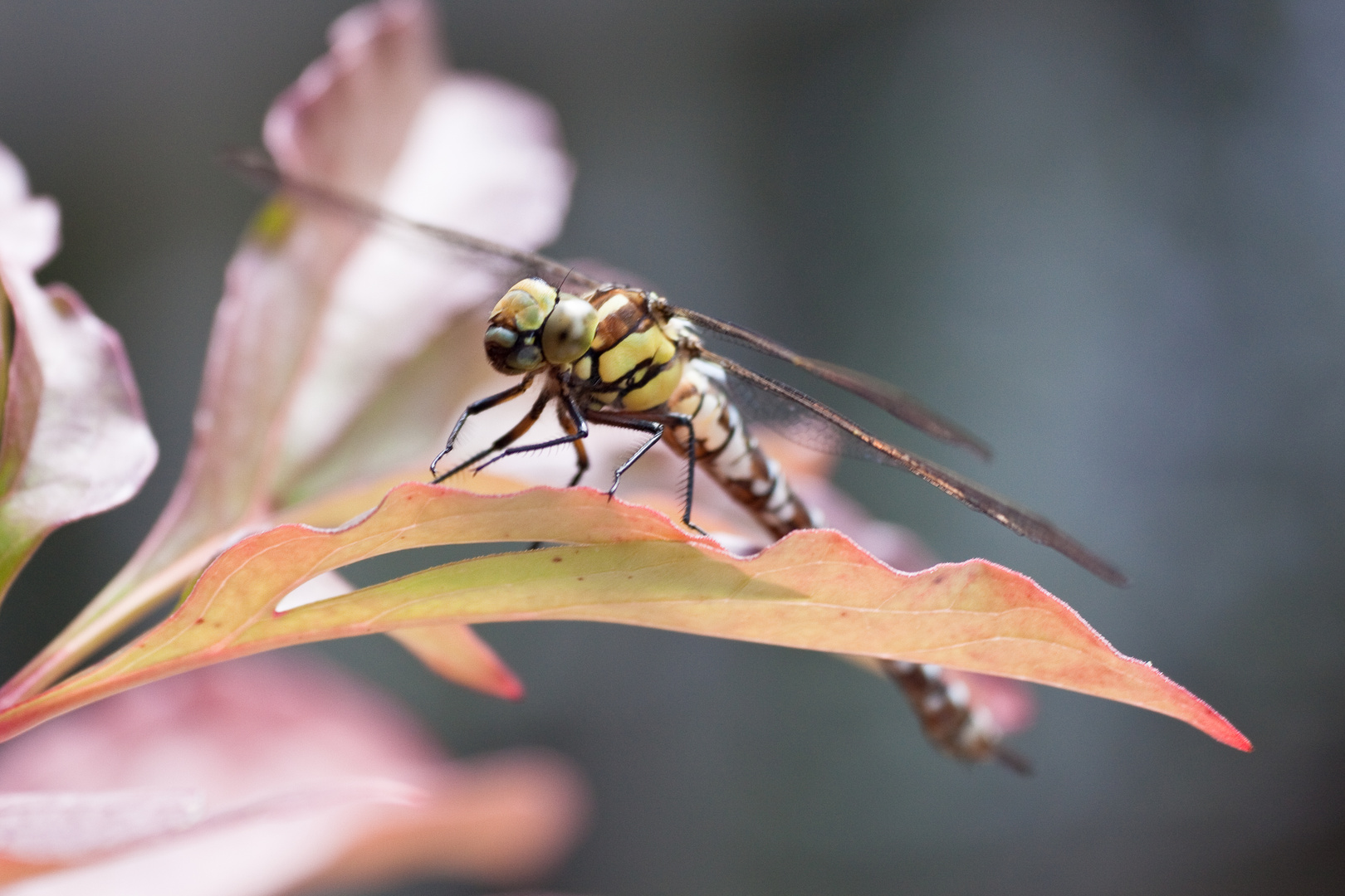 Libelle zu Besuch 1