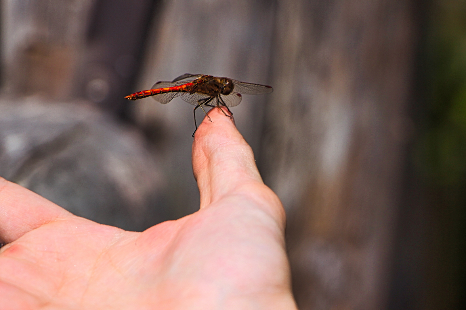 Libelle zu Besuch