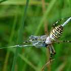 Libelle zum Frühstück..