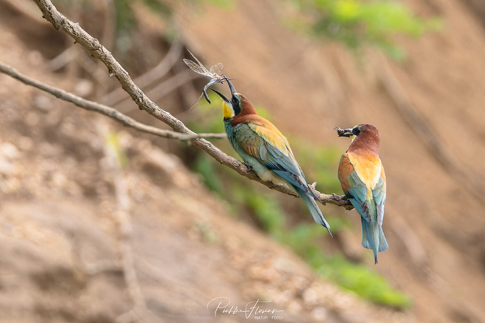 Libelle zum Verzehr richten