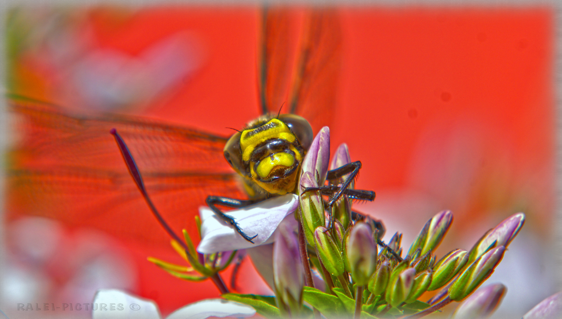 Libelle - Zweigestreifte Quelljungfer - Cordulegaster boltonii