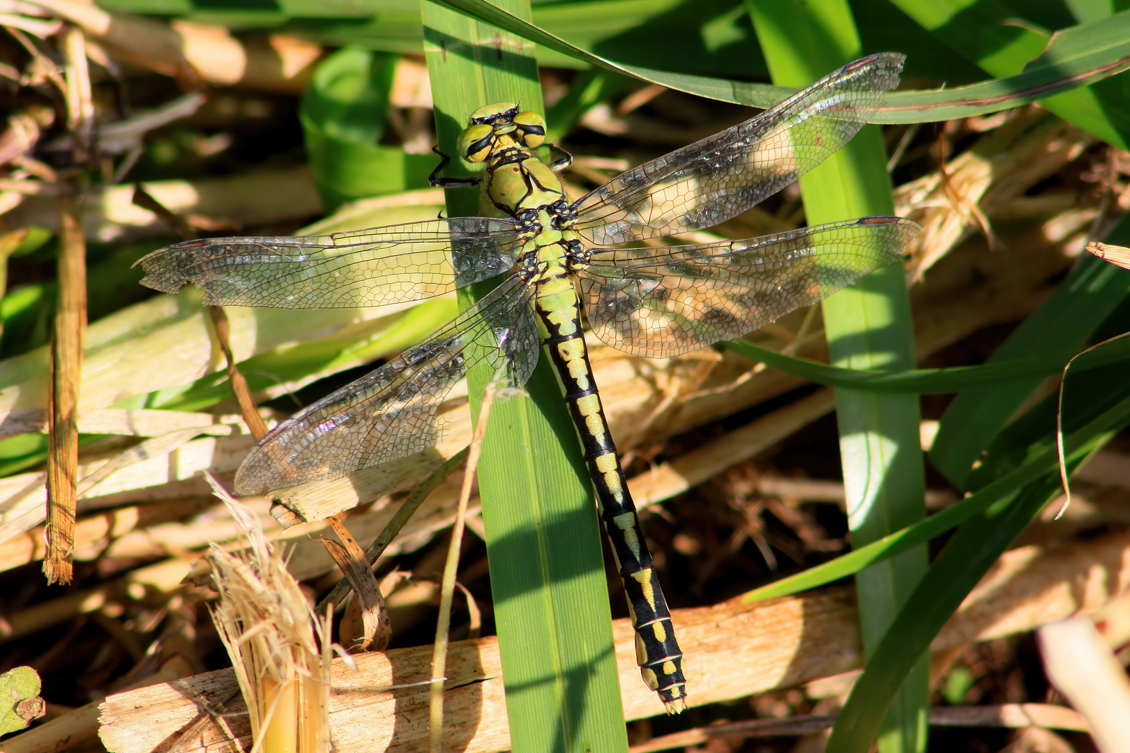 LIBELLE01