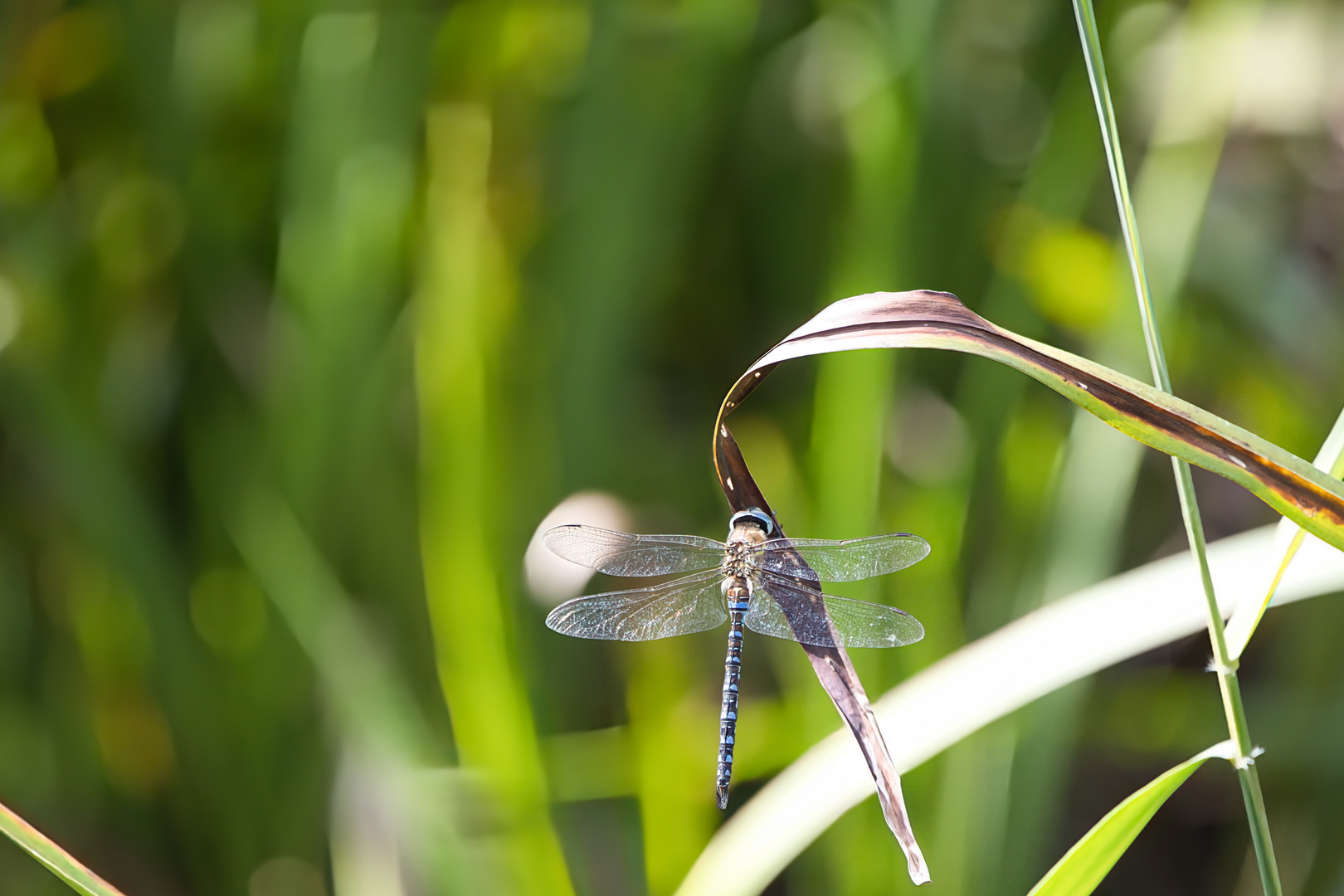 Libelle01