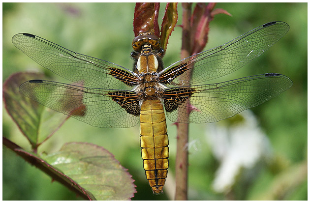 Libelle(2)