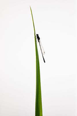 Libelle2.gegenl. hochk