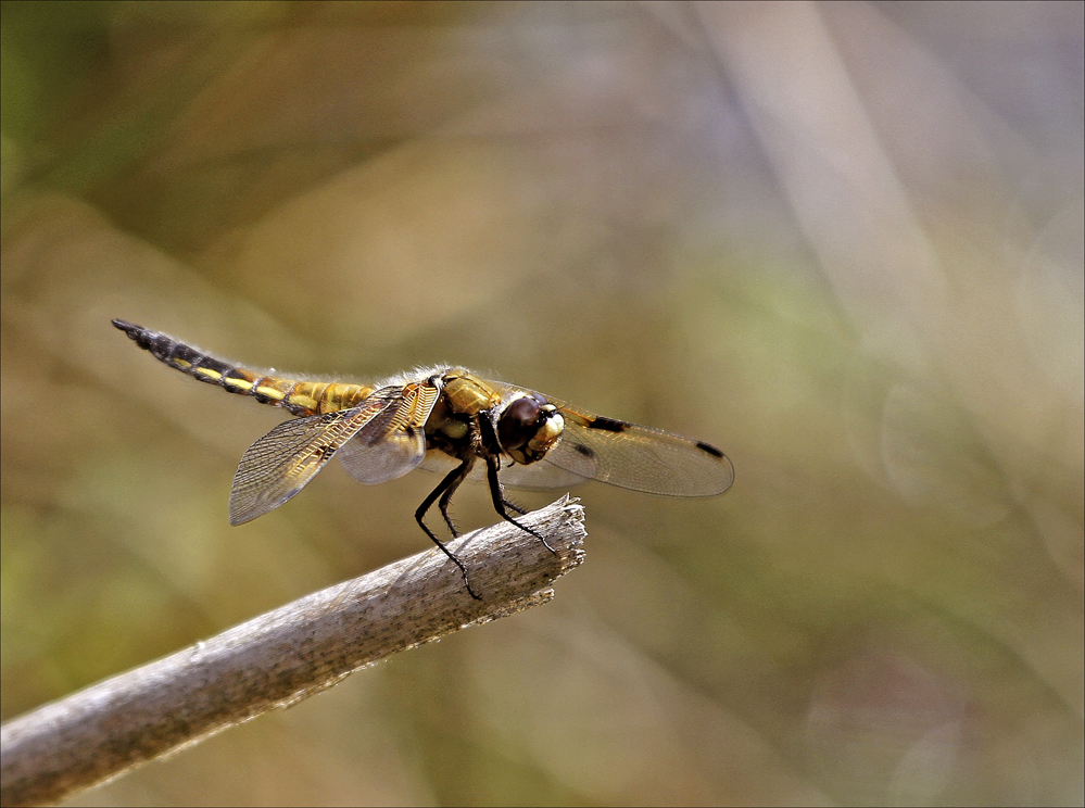 Libelle5