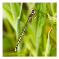 Libelle_am Gras_#1006616_1