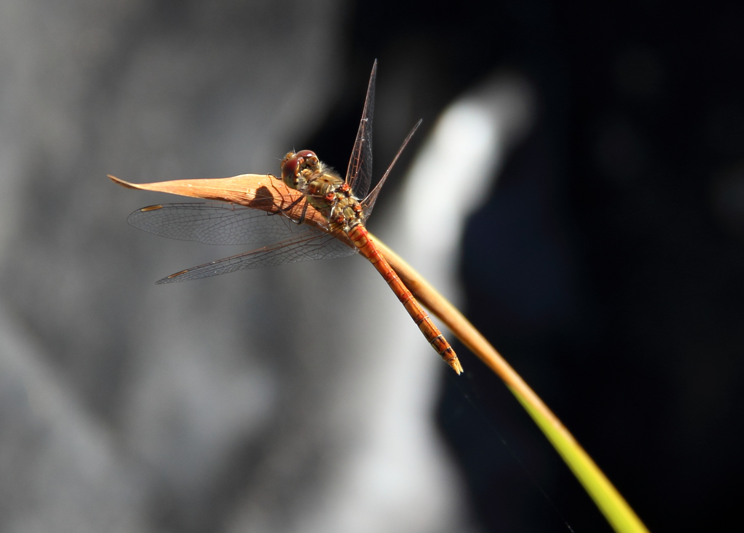 Libelle_am_Teich