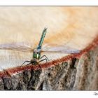 Libelle.....auf einem Baumstamm