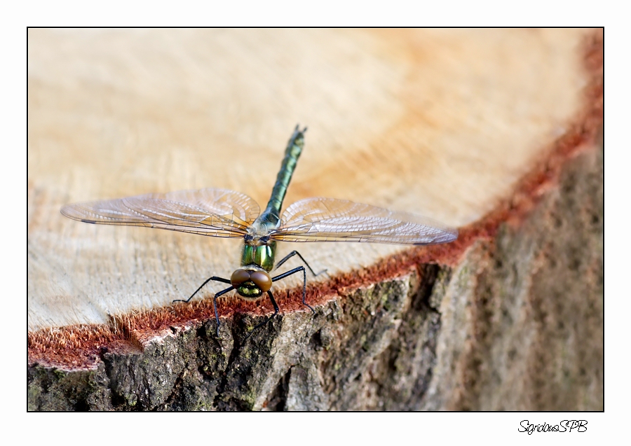 Libelle.....auf einem Baumstamm