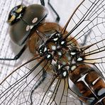 libelle/dragonfly close-up