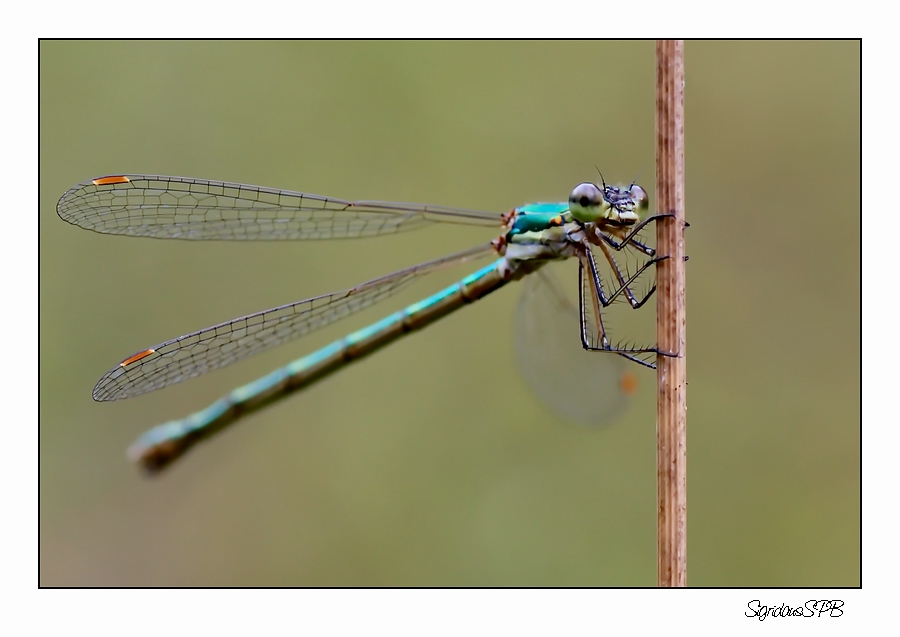 Libelle...einfach nur festhalten :-)