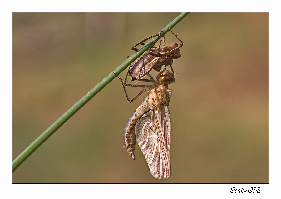 Libelle...Entpuppung