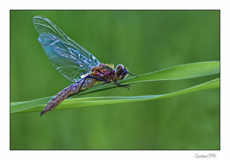 Libelle...gerade geschlüpft