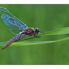 Libelle...gerade geschlüpft