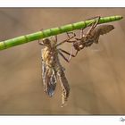 Libelle...gerade geschlüpft .-)