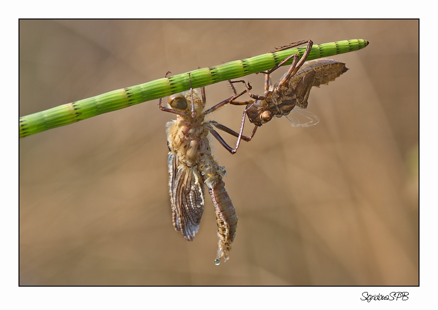 Libelle...gerade geschlüpft .-)