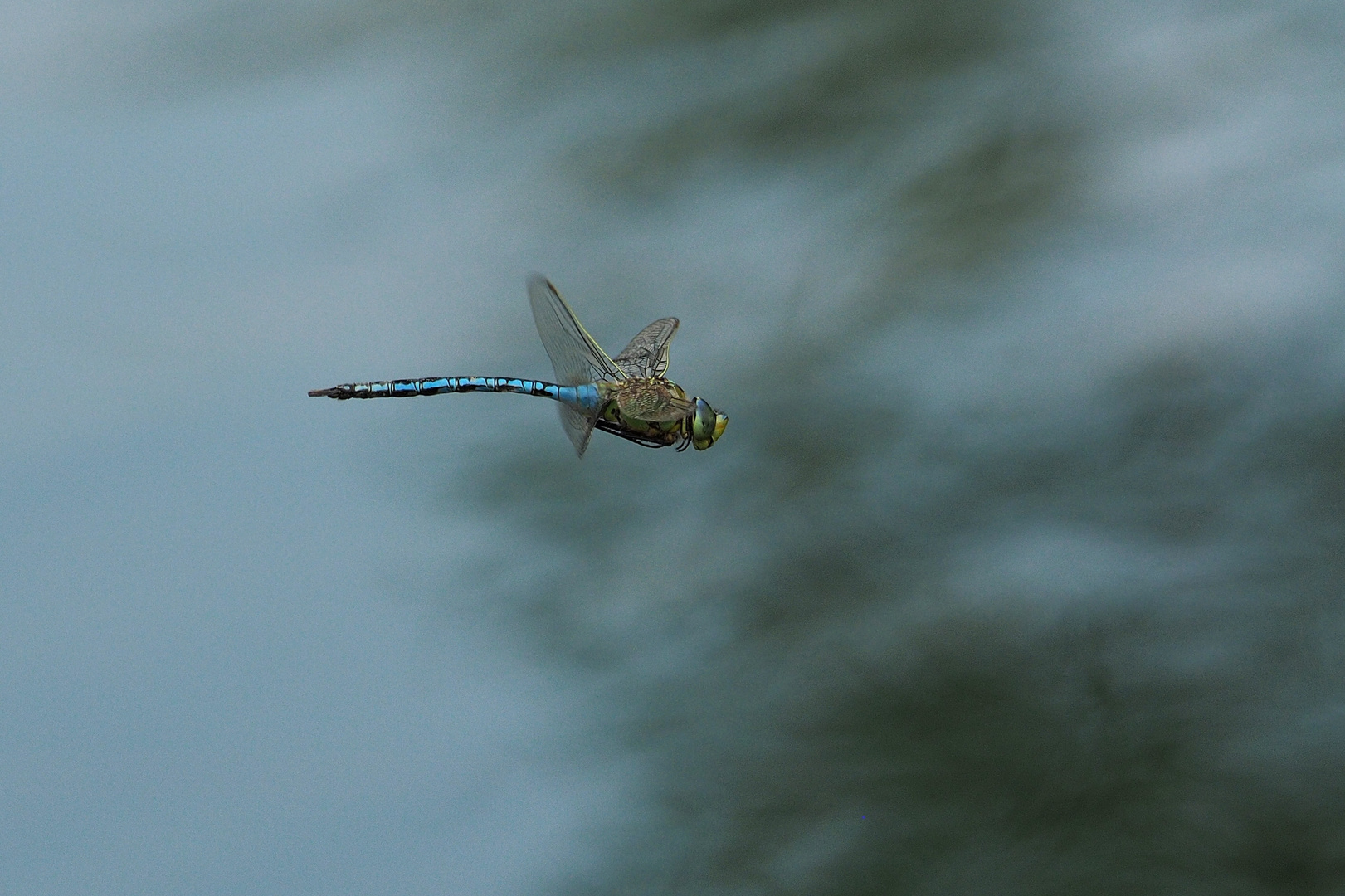 Libelle:im Flug