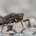 Libellelarve auf dem Weg zu einem Schlupfplatz