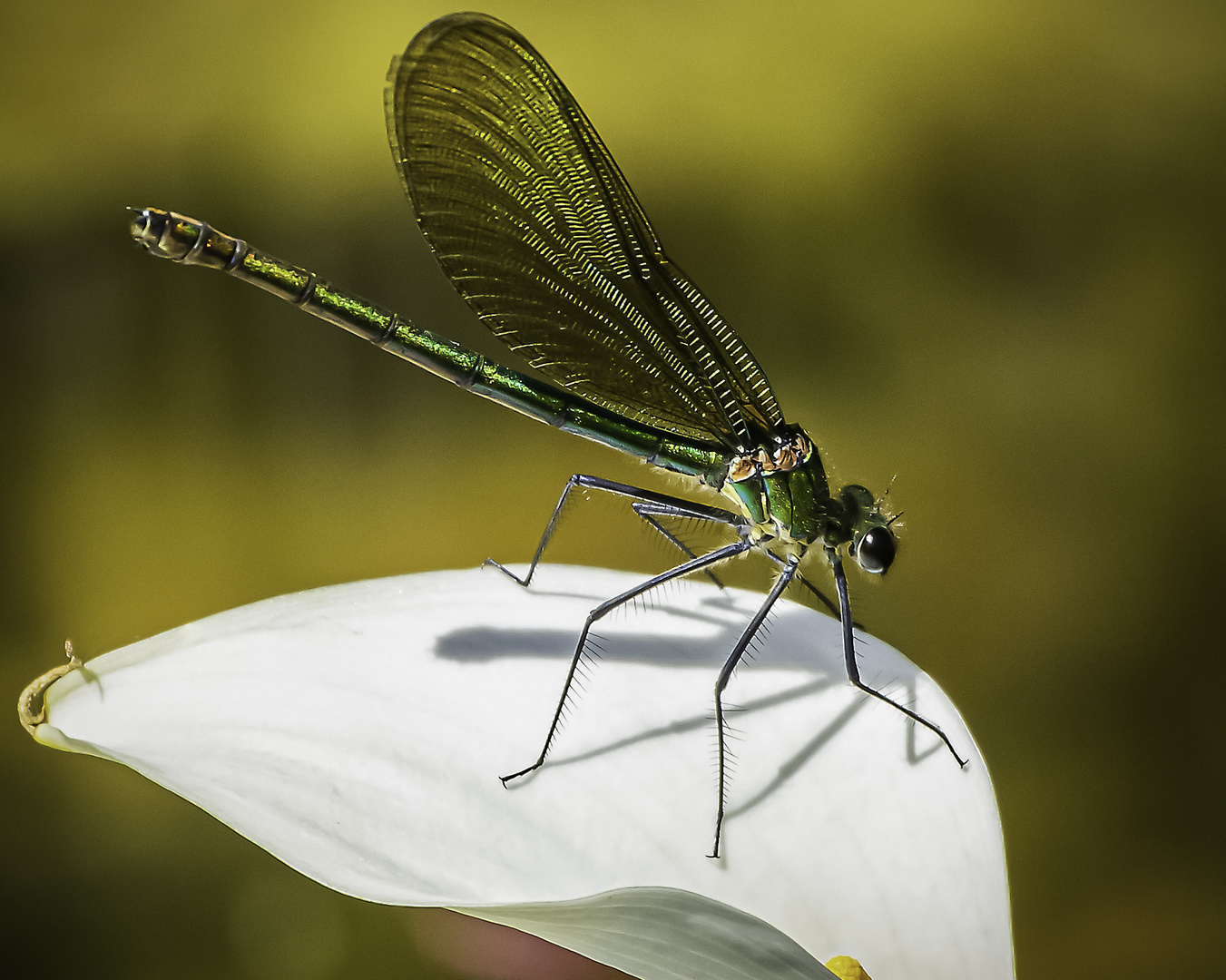 Libelle_MG_0565-Bearbeitet