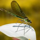 Libelle_MG_0565-Bearbeitet