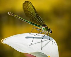Libelle_MG_0565-Bearbeitet
