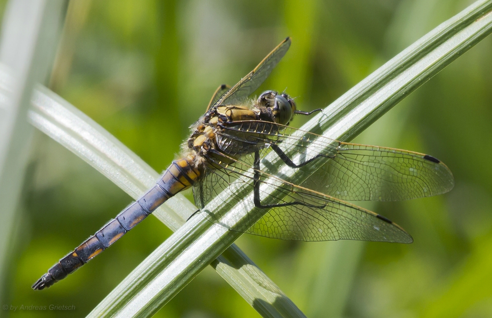 Libelle(mir unbekannt)