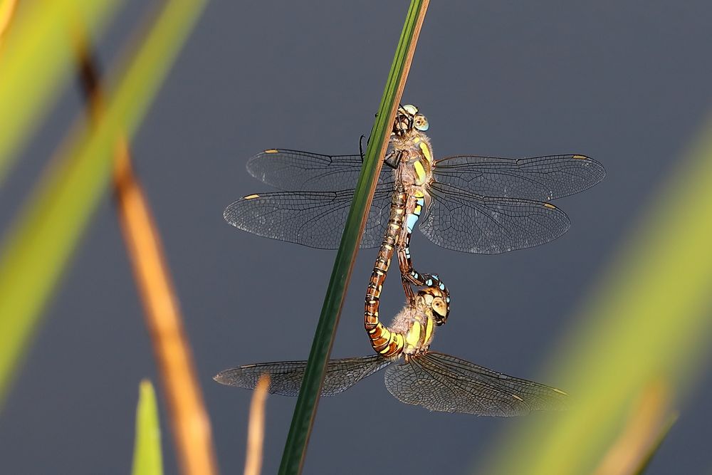 Libellen 2022 Teil2 (10) Foto & Bild natur, tiere, wildlife Bilder