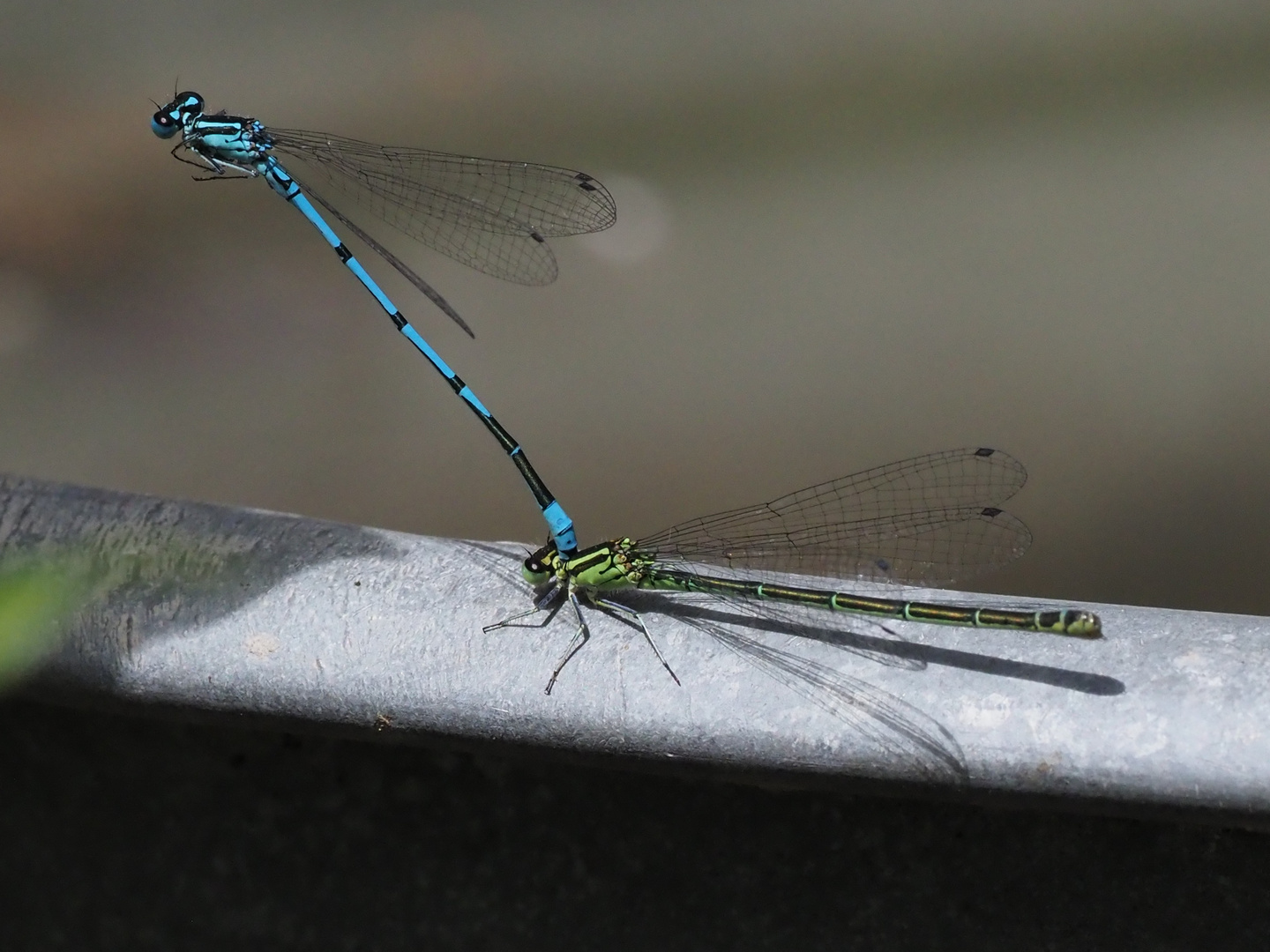 Libellen am Bottich auf der Terrasse 