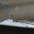 Libellen am Bottich auf der Terrasse 