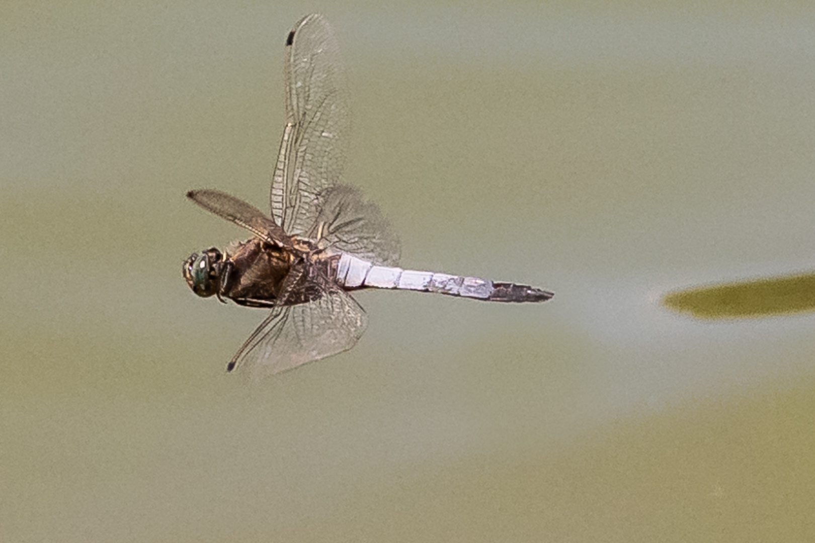 Libellen am Ensinger See