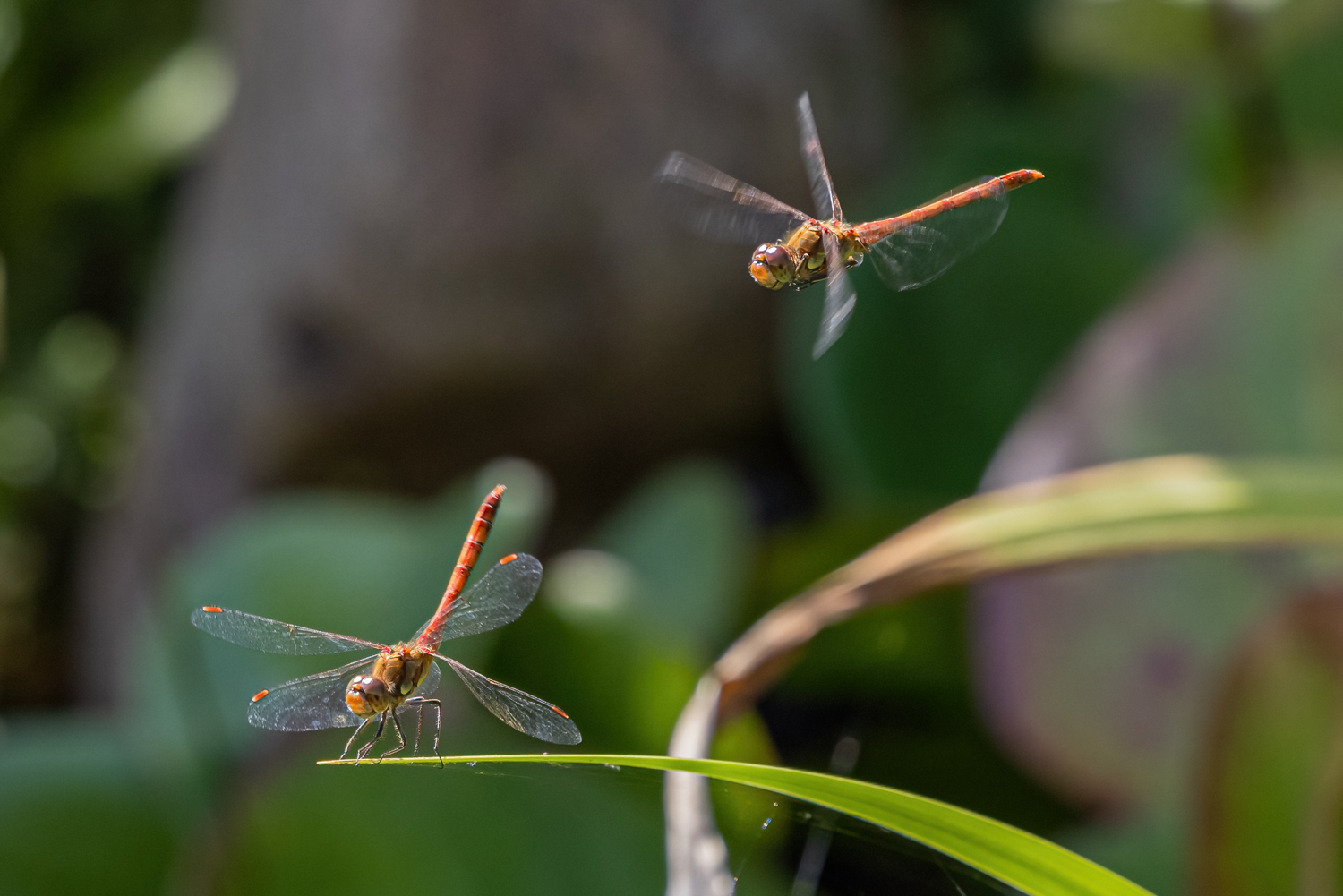 Libellen am Gartenteich Foto & Bild tiere, makro, natur Bilder auf