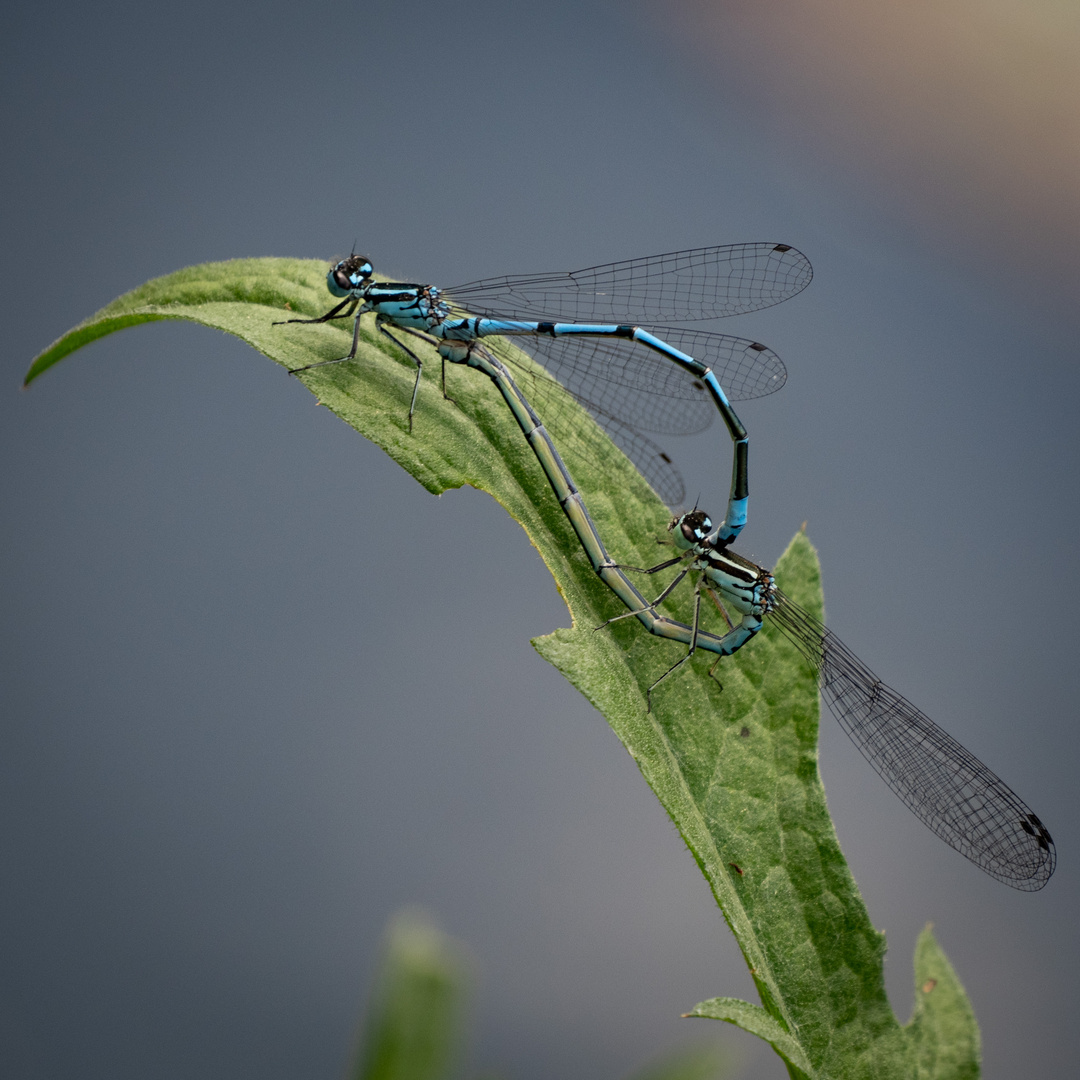 Libellen am Gartenteich (1)