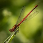 Libellen am Gartenteich (2)