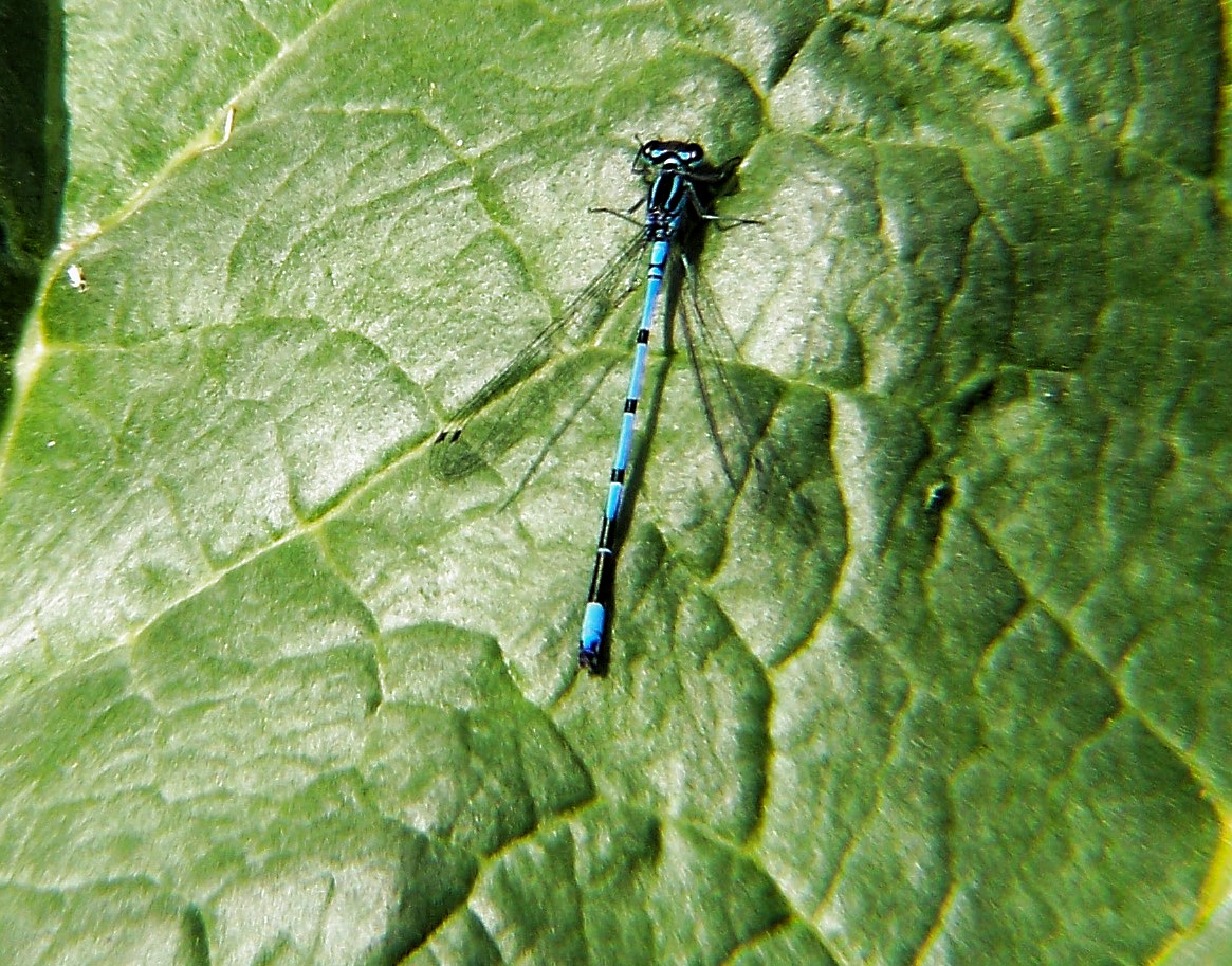 Libellen am Gartenteich