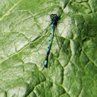 Libellen am Gartenteich